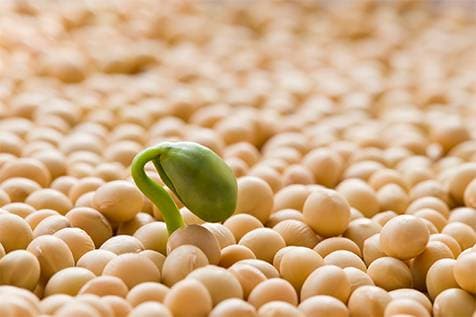 Global sourcing and agriculture exports
